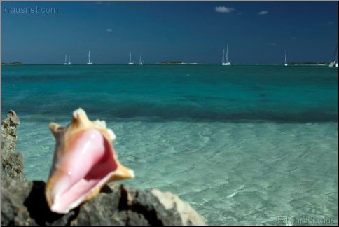 Conch Beach