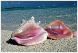 Conch Beach